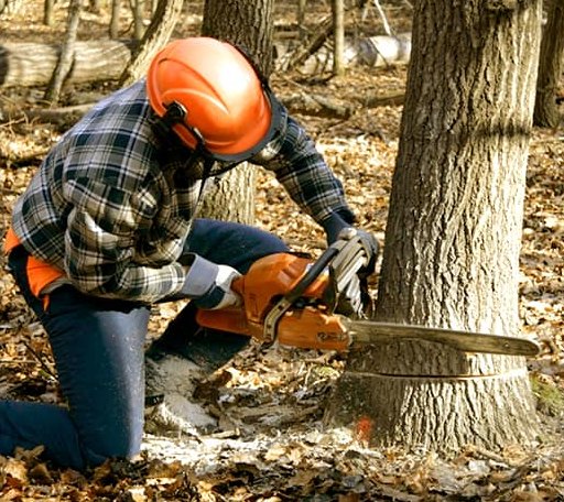 Tree Removal in Nottoway, VA
